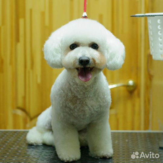 Стрижка собак, грумер