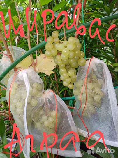 Виноград для Подмосковья