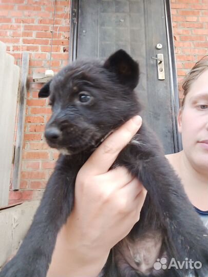 Щенки в добрые руки