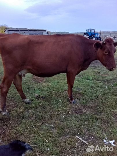 Корова дойная