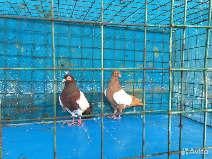 Продажа голубей