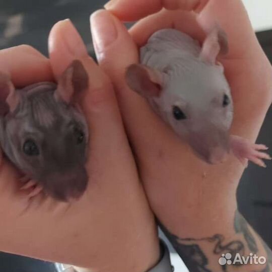 Крыса сфинкс