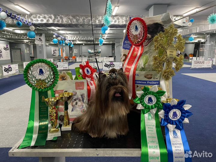 Йоркширский терьер (вязка, мальчик)