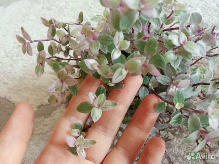 Коллизия, растение, цветок