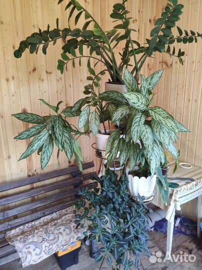 Спатифиллум, Аглаонема,Драцена, Сансевиерия