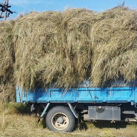 Продам сено