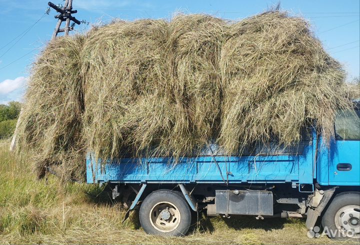 Продам сено
