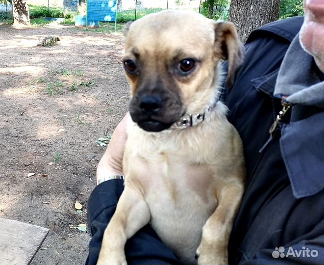 Маленькая собачка Лона в поисках дома