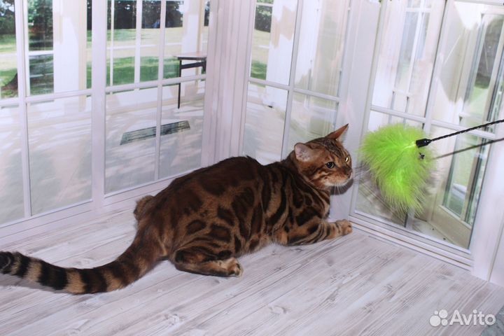 Бенгалы, яркие котики