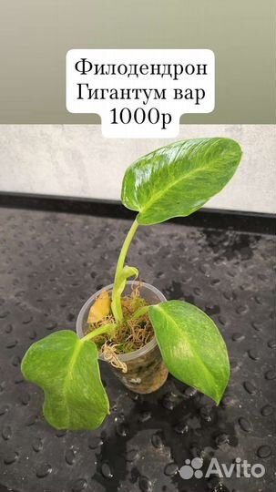 Комнатные растения