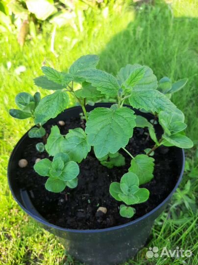 Мята мелисса