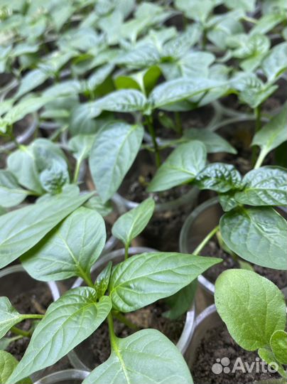 Рассада перцев