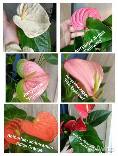 Комнатные цветочки