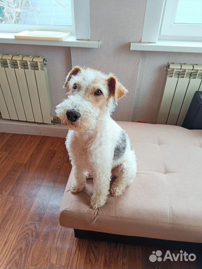 Фокстерьер жесткошерстный Вязка