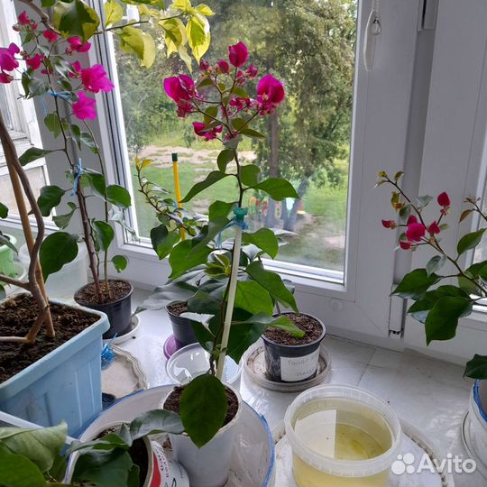 Бугенвиллия