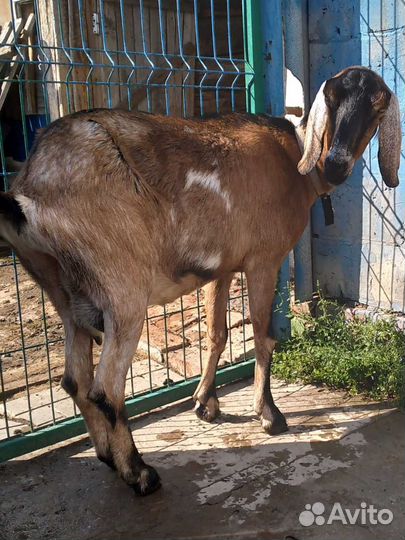 Коза нубийская