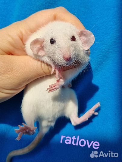 Крысята дамбо редкие девчонки