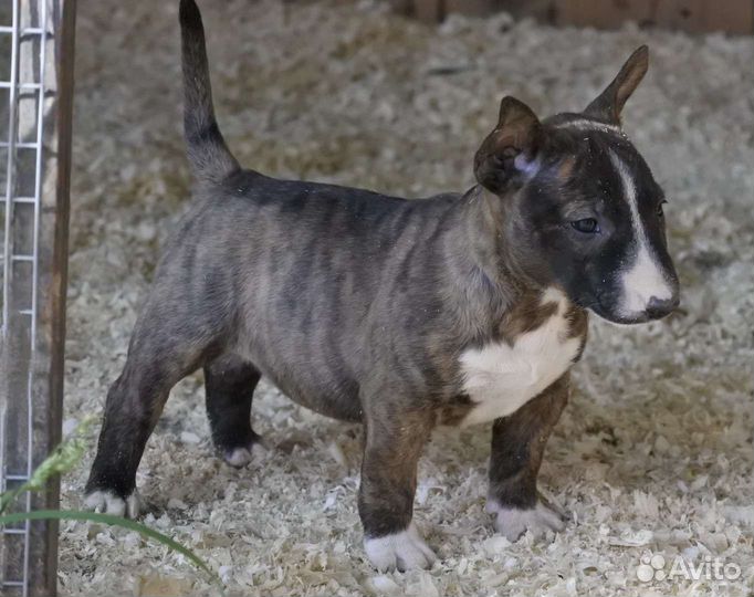 Миниатюрный бультерьер девочка