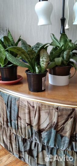 Цветы домашние в горшках