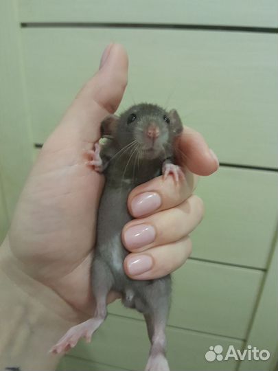 Крысята дамбо