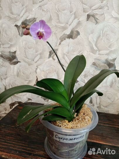 Орхидея