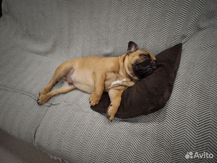 Франзуский бульдог вязка