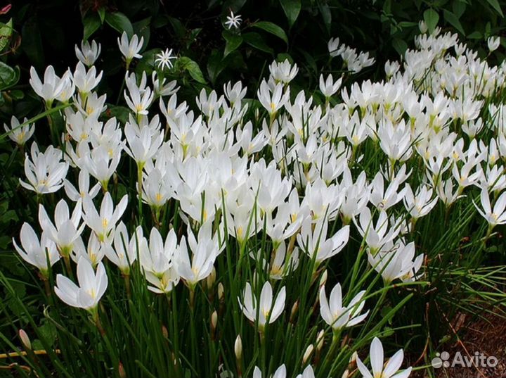 Луковицы птицемлечника