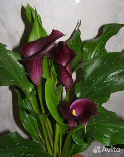 Многолетние цветы для сада