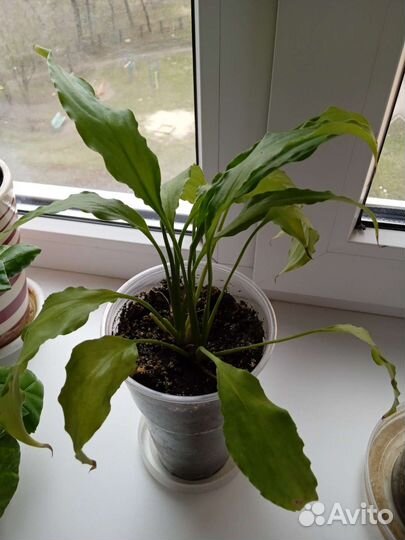 Комнатные цветы