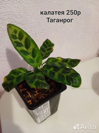 Комнатные цветы маранта