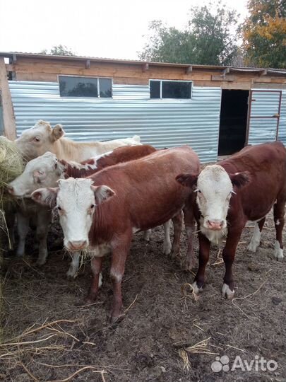 Продам тёлок