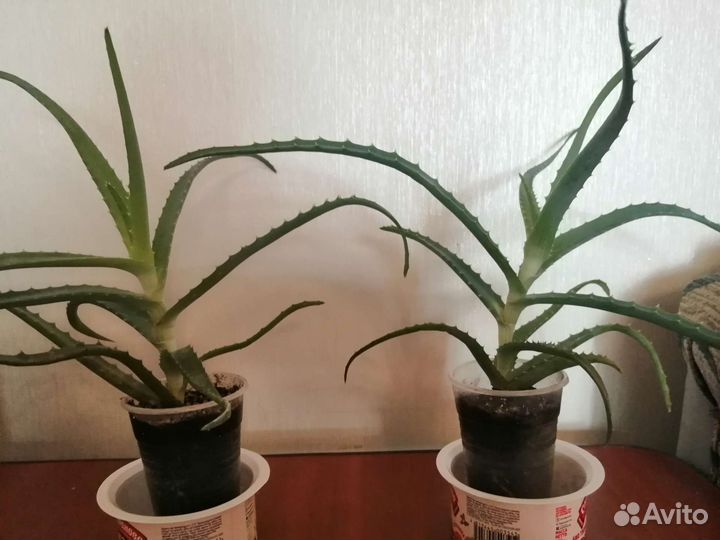 Алоэ лечебный, лук индийский