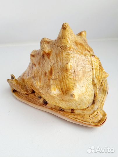 Морская раковина большая, Карибское море куба, 2 ш