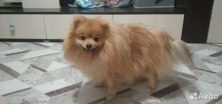 Шпиц померанскии вязка
