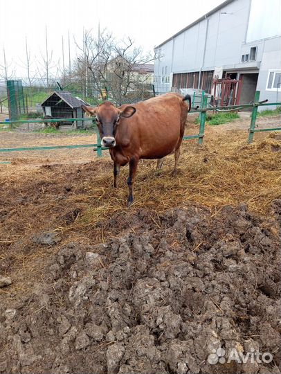 Коровы джерси