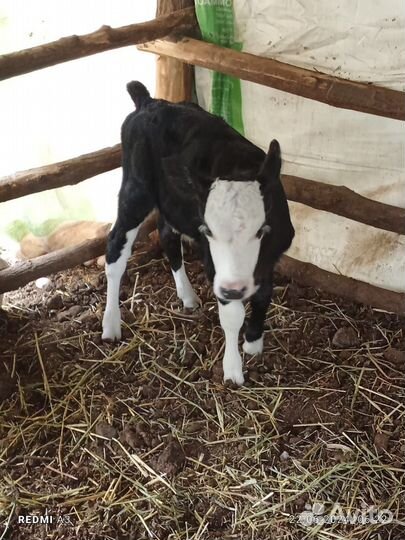 Бычок 2 недели