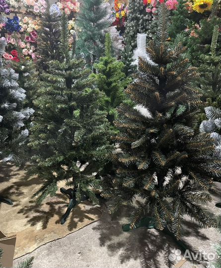 Новогодние елки сосны