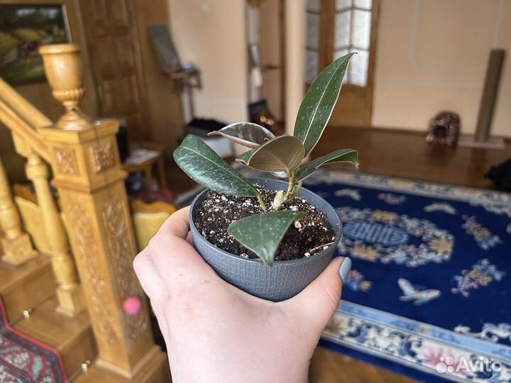 Фикус эластика