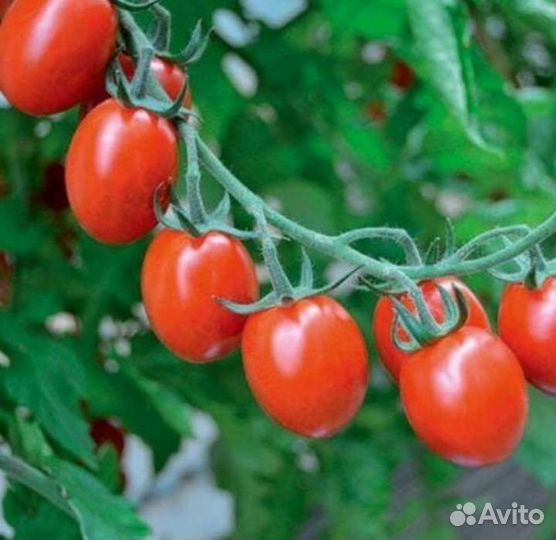 Семена томата тутти фрутти f1 10шт