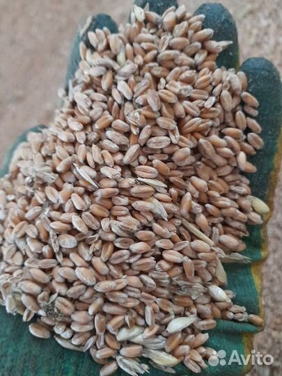 Зерно пшеница