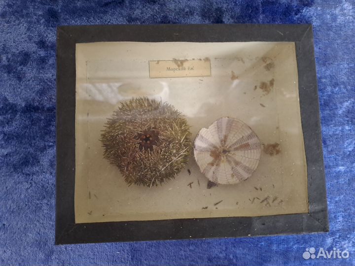 Чучело рыбы