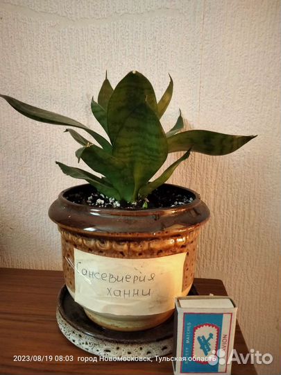 Сансевиерия