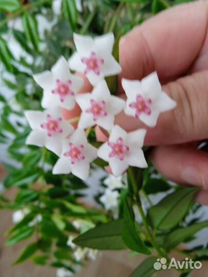 Хоя комнатные цветы