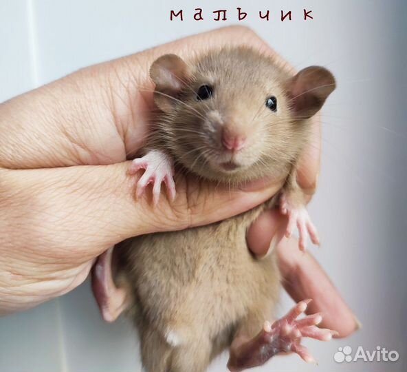 Крыса. Крысята Дамбо. Бурмиз и др