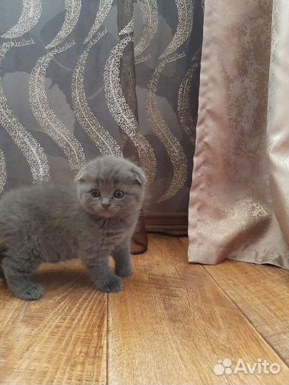 Британский кот вязка