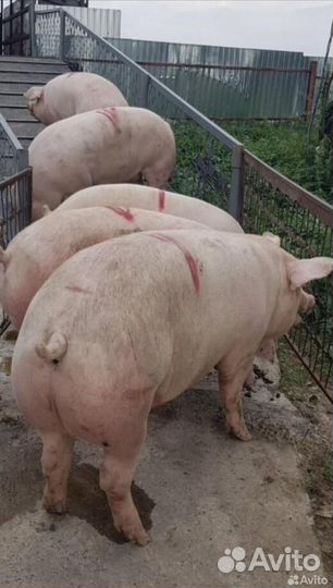 Свиньи откорм
