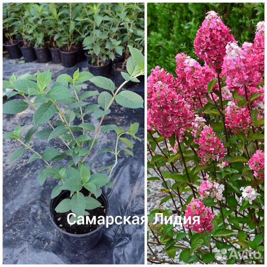 Гортензия метельчатая