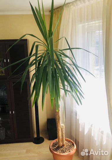 Пальма юкка