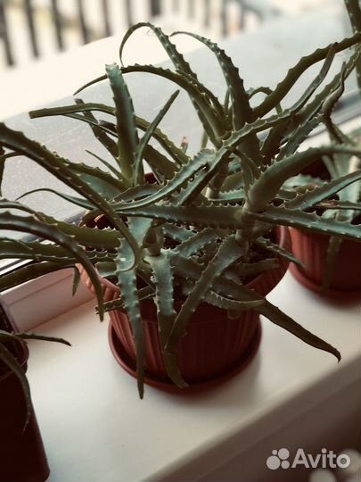 Алое лечебный