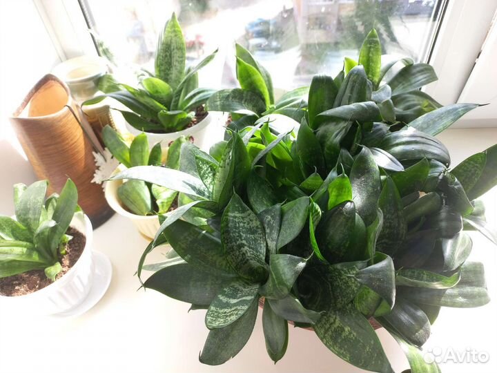 Сансевьера сорт Ханни,Сансевиерия